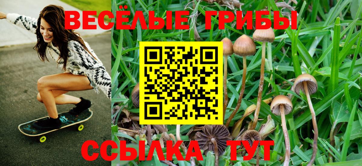 Псилоцибиновые грибы Psilocybe  Вход с VPN  купить  сайты  Большой Камень  Псилоцибиновые грибы мицелий 